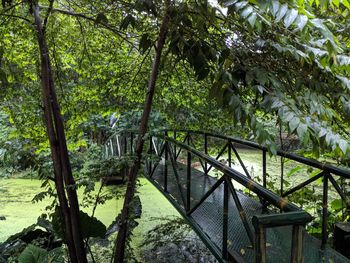 Staircase by trees in forest