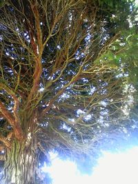 Low angle view of tree