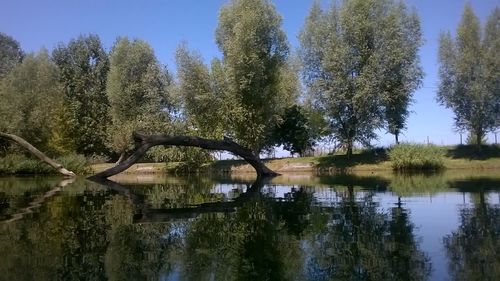 Reflection of trees in calm lake