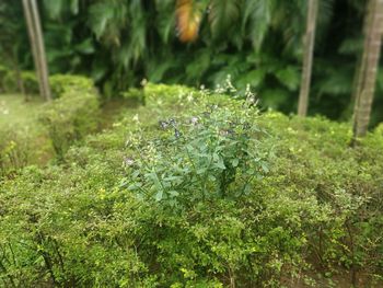 Close-up of plant growing on field