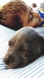 Close-up of dog relaxing on bed at home