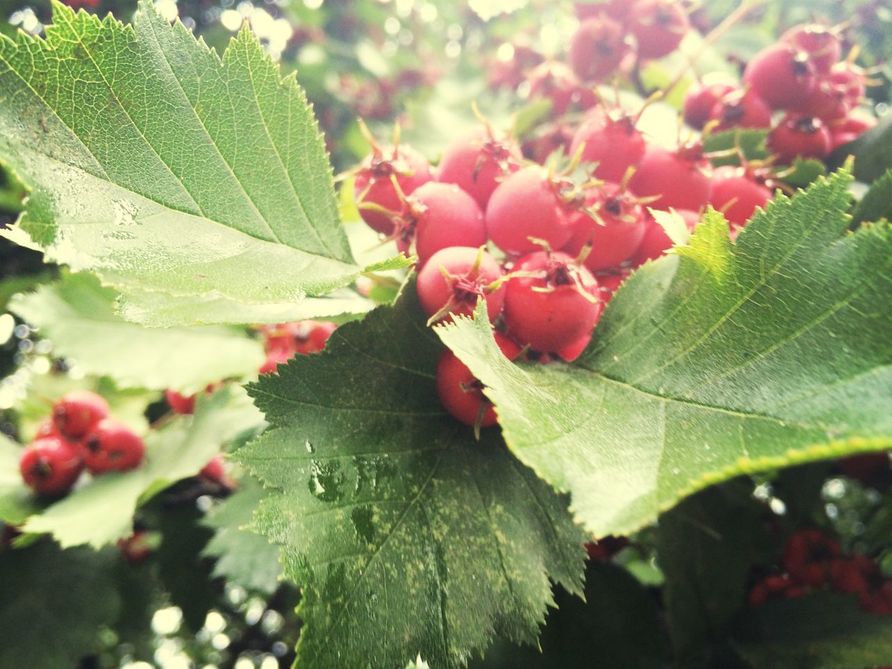 leaf, growth, freshness, flower, close-up, fragility, beauty in nature, nature, plant, leaf vein, green color, focus on foreground, petal, pink color, botany, bud, day, no people, outdoors, red