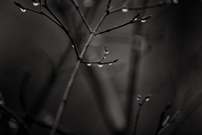 Close-up of raindrops on plant