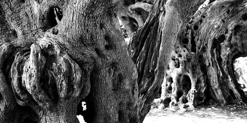 View of tree trunk