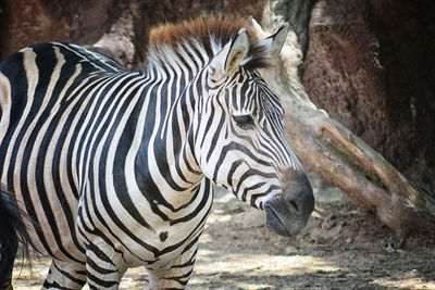 Side view of zebra standing