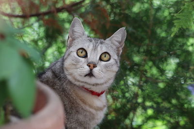 Portrait of tabby cat on tree