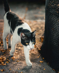 Close-up portrait of a cat