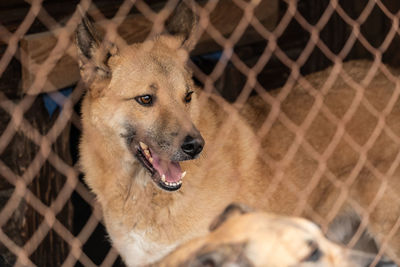 Close-up of dog looking through chainlink fence