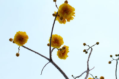 Low angle view of yellow flowers against clear sky