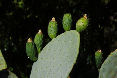 Opuntia cactus pear 