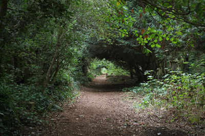 Trees growing in forest