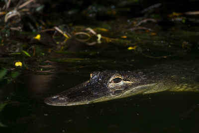 High angle view of crocodile in lake