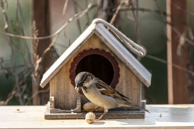 Birdhouse and a visitor