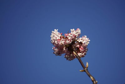 Low angle view of cherry blossoms against blue sky