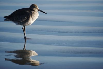 View of birds in water