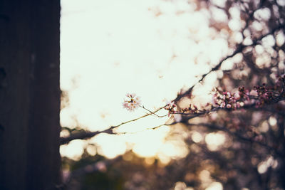 Close-up of cherry blossom tree