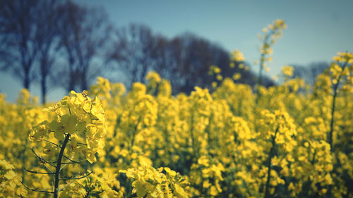 Yellow flowering plants growing on field