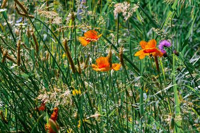 Close-up of orange poppy flowers blooming in field