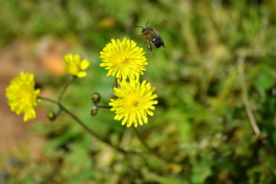 Close-up of insect buzzing by yellow flower