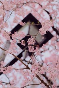 Close-up of pink cherry blossom