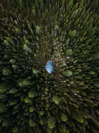 Full frame shot of coniferous trees growing in forest