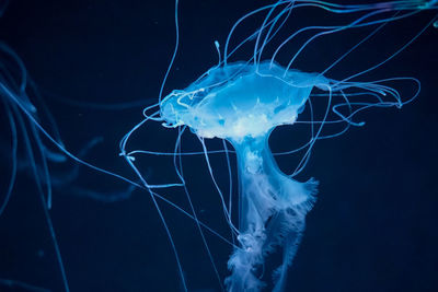 jellyfish