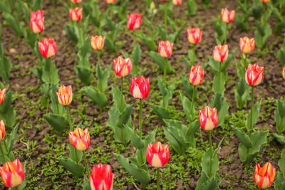 Close-up of red tulips growing on field