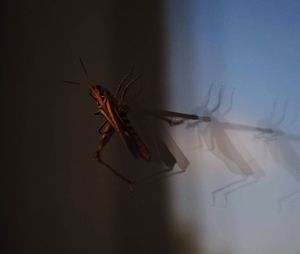Close-up of insect