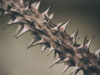 Close-up of thorns on plant stem