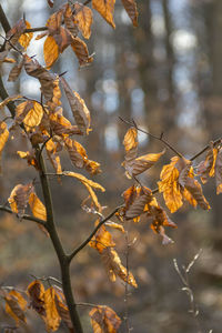 Close-up of autumn leaves on branch