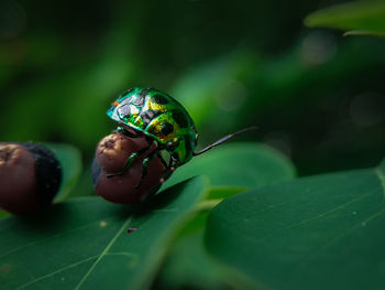 Close-up of insect on leaf