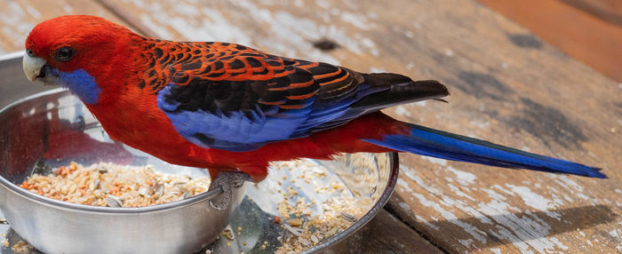Close-up of parrot eating food