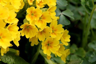 Close-up of yellow flowering plant