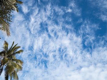 Low angle view of palm trees against blue sky