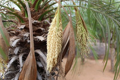 Close-up of crops on field