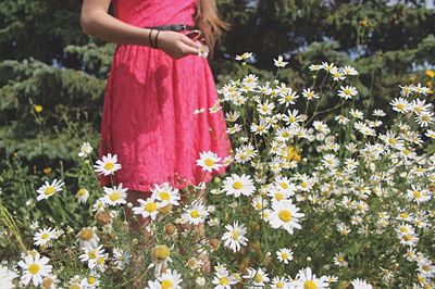 Midsection of woman standing amidst white daisies on field