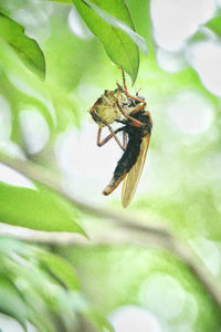 Close-up of bee on a plant