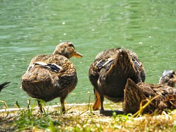 Mallard ducks at lakeshore on sunny day