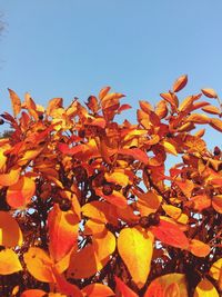 Low angle view of autumn tree against clear sky