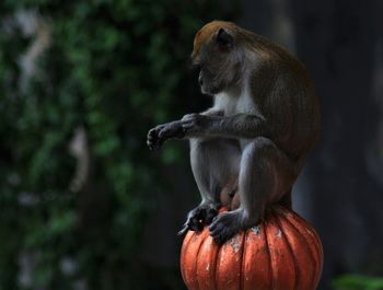 Monkey sitting staircase rail 