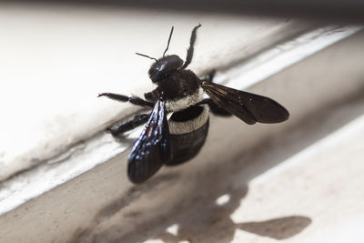 Close-up of insect