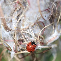 Close-up of ladybug on plant