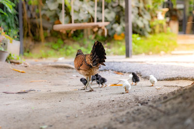 Flock of birds