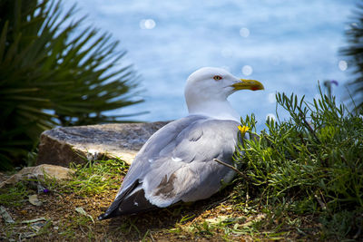 Close-up of bird