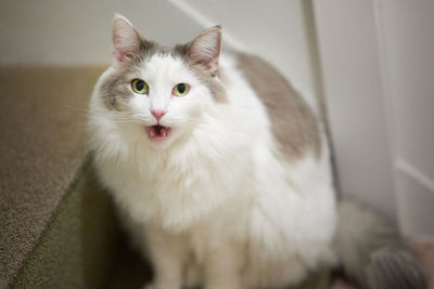 White cat sitting on stairs with mouth open 