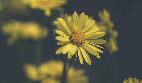 Close-up of yellow flowering plant on field