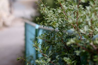 Close-up of plant growing outdoors