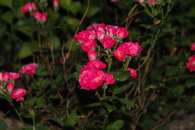 Close-up of pink flowering plants