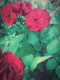 Close-up of red roses blooming outdoors