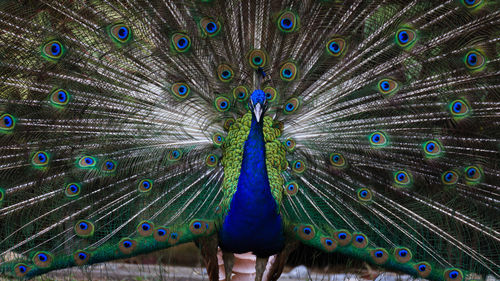 Close-up of peacock dancing